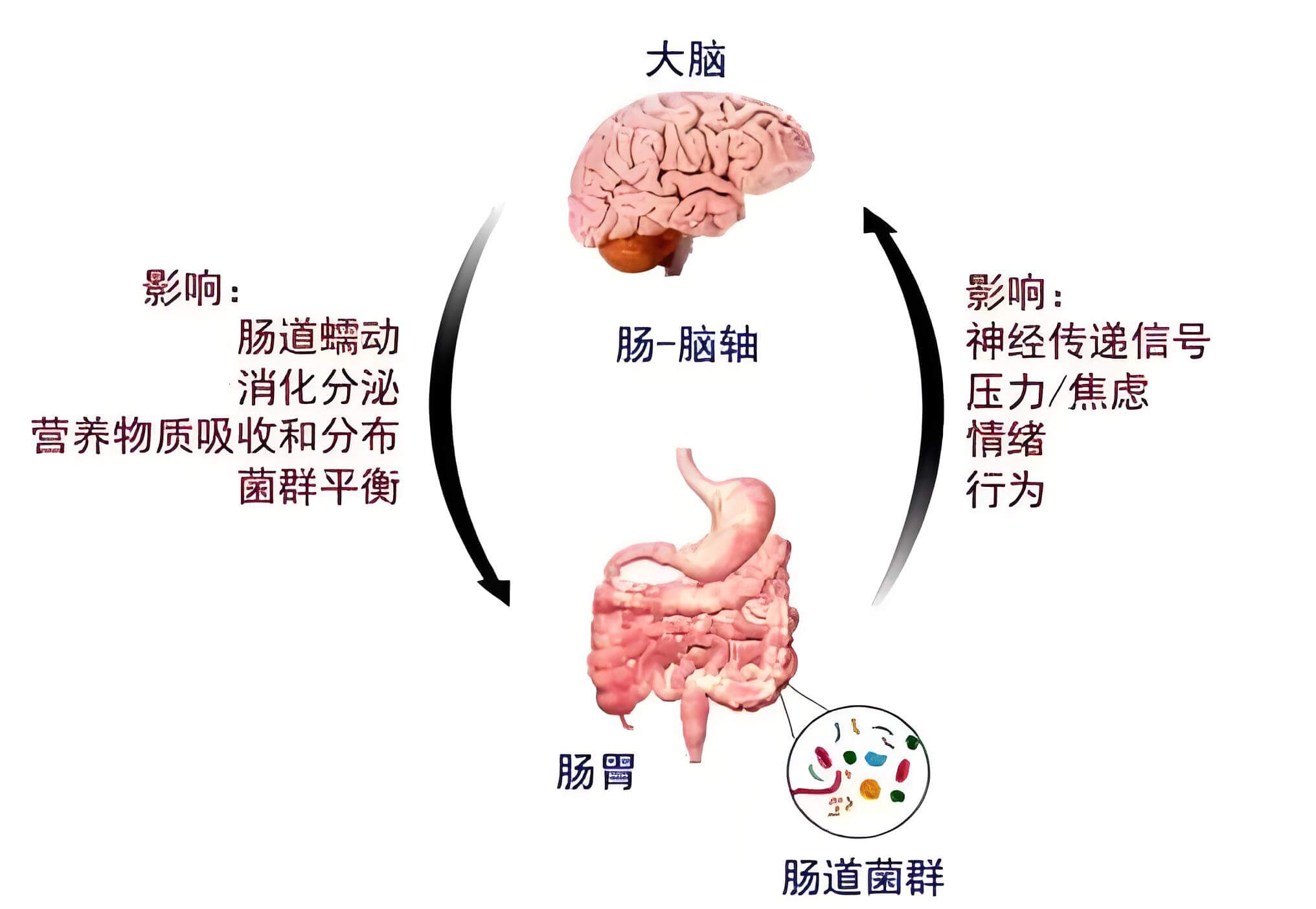 2024年肠道菌群系列01：肠道-人体的第二大脑！