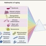 2024年衰老生物标志物盘点02：12大衰老生物标志物的内在联系