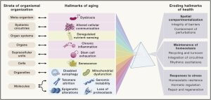 2024年衰老生物标志物盘点02：12大衰老生物标志物的内在联系